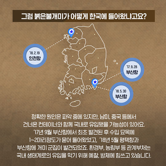 붉은불개미 바로알기