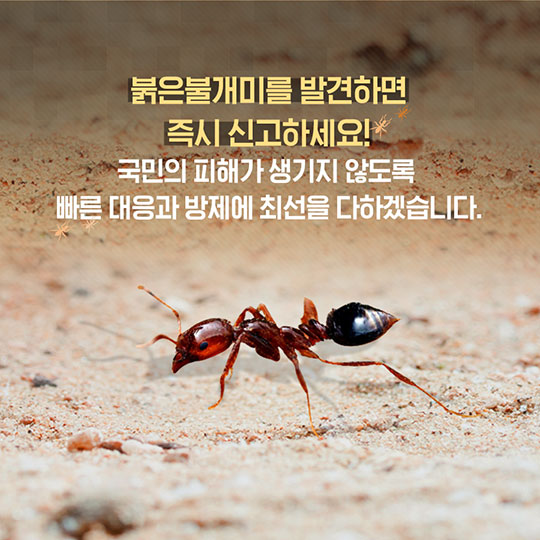 붉은불개미 바로알기