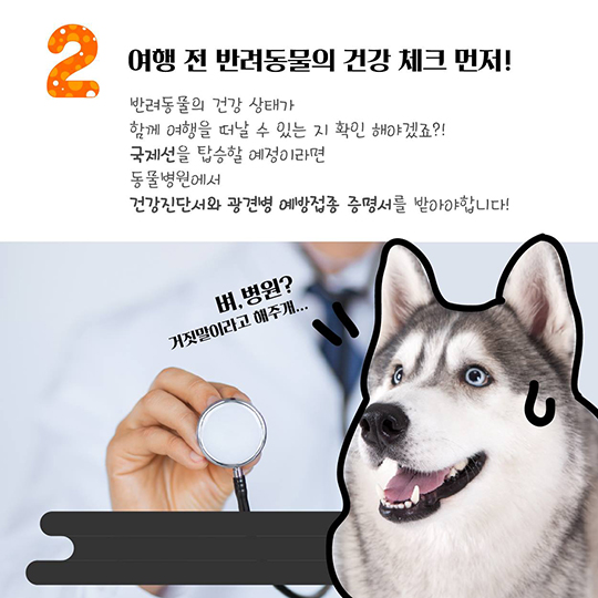 반려동물과 함께 비행기 타는 법