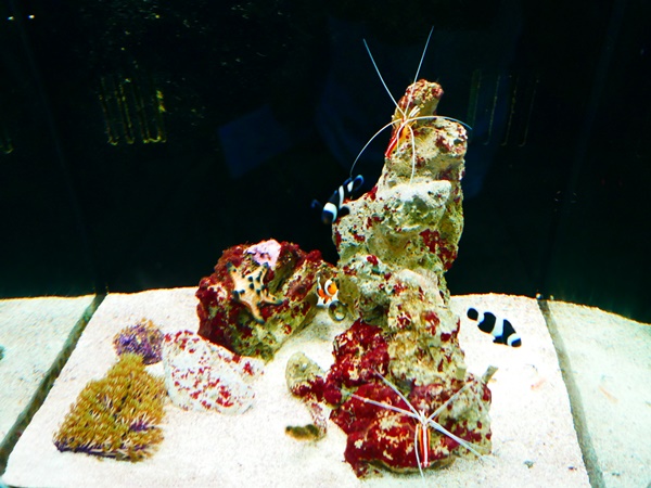 Clown Fish 움직이는 모습