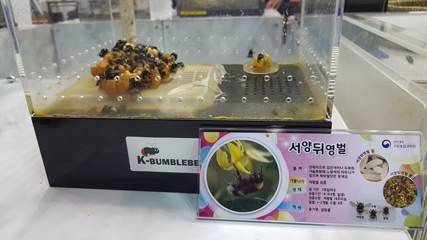 서양 뒤영벌