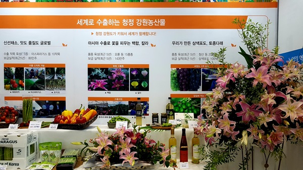 청정 강원도가 키워서 수출하는 백합