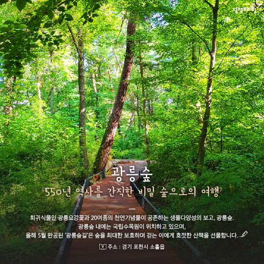 “올 여름에는 숲으로 가자” - 정책뉴스 | 뉴스 | 대한민국 정책브리핑 “올 여름에는 숲으로 가자”