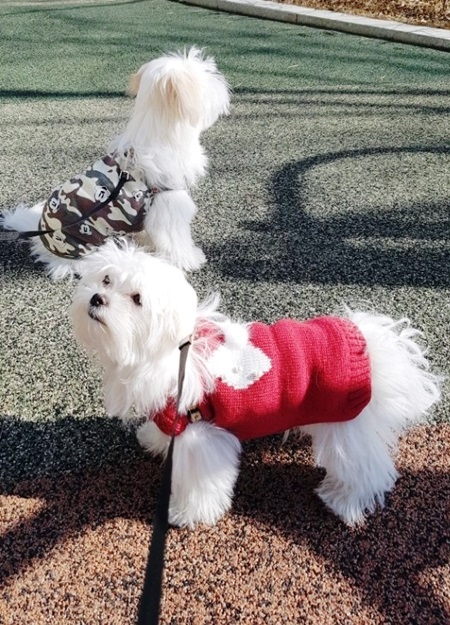 반려동물등록제는 유기견을 막기위해 도입된 것으로 키우는 개를 등록하는 제도다.