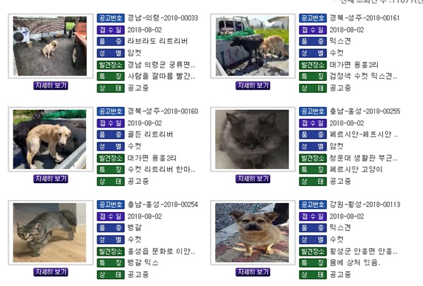 유기동물들에 대한 자세한 정보가 제공되고 있다.