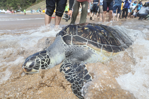 바다거북 방류 관련 이미지