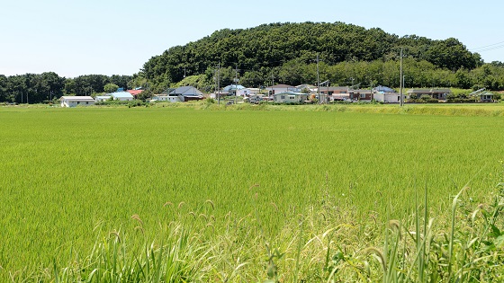 볼음도를 지키는 사람들은 친환경을 너머선 방법으로 쌀농사를 짓는다. 강화도 쌀보다 교동쌀보다 볼음도 쌀을 으뜸으로 치는 사람들이 있다. 섬에서 오롯이 땅을 살리며 섬을 살리며 농사를 짓는 섬살이를 알기에.