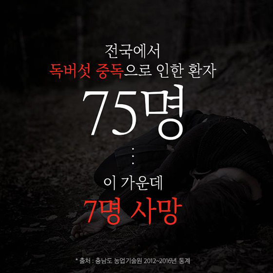 야생버섯 대부분 독버섯 함부로 따먹으면 큰일나요