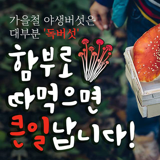야생버섯 대부분 독버섯 함부로 따먹으면 큰일나요