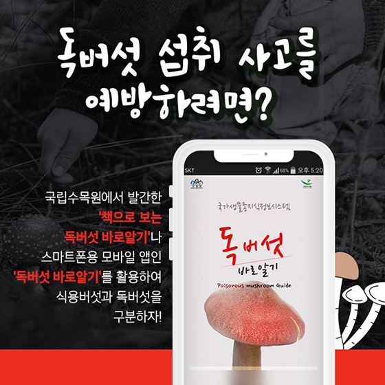 야생버섯 대부분 독버섯 함부로 따먹으면 큰일나요