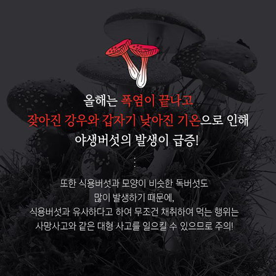 야생버섯 대부분 독버섯 함부로 따먹으면 큰일나요