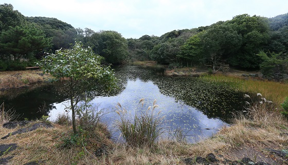  제주시 조천읍 선흘리 동백동산의 가장 큰 습지인 먼물깍.(사진=저작권자 (c) 연합뉴스. 무단전재-재배포금지)