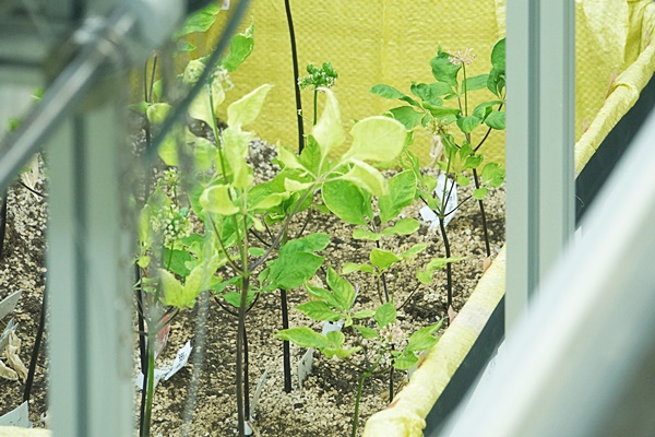 한국과학기술원 (KIST) SFS융합연구단 SMART U-FARM