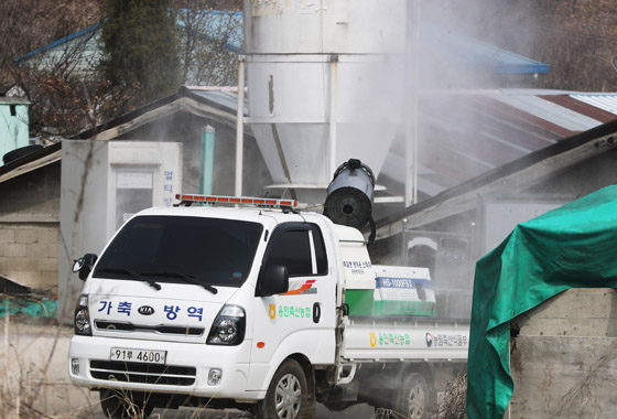 경기도 용인시의 돼지 사육 농가 주변에서 용인축산농협 방역차가 구제역 예방을 위한 방역활동을 하고 있다. (사진=저작권자(c) 연합뉴스, 무단 전재-재배포 금지)