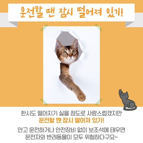 반려동물과 함께 안전한 드라이브 하는 법