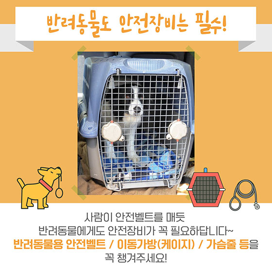 반려동물과 함께 안전한 드라이브 하는 법