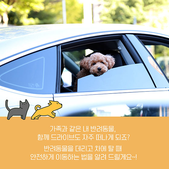 반려동물과 함께 안전한 드라이브 하는 법