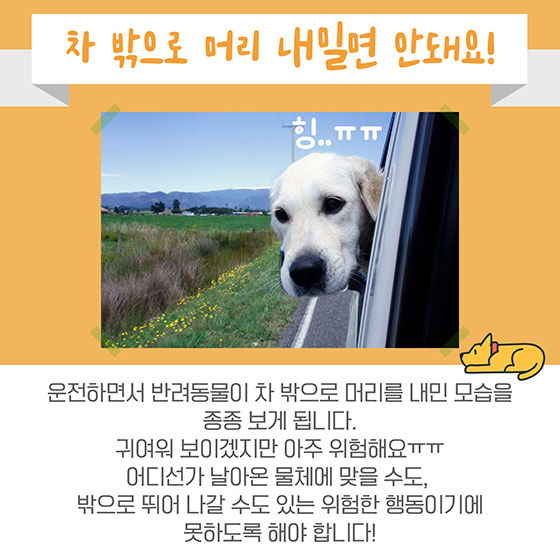 반려동물과 함께 안전한 드라이브 하는 법