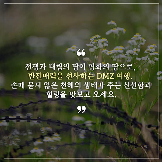 비무장지대(DMZ) 가봤니?