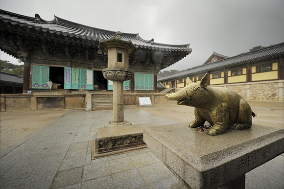 경주 불국사 극락전 앞에 놓인 황금돼지상. (사진=저작권자(c) 연합뉴스, 무단 전재-재배포 금지)