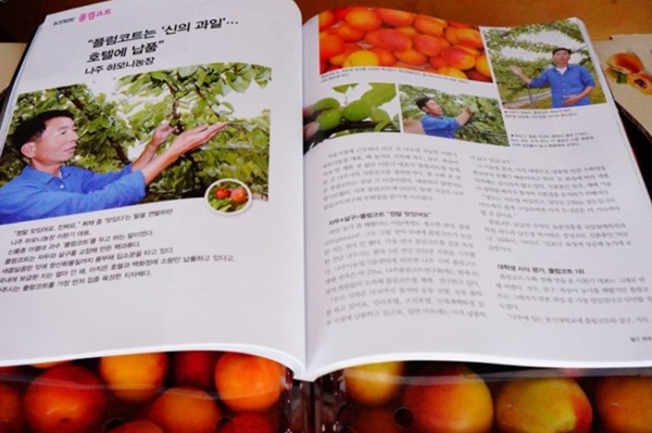 플럼코트 재배 농가.