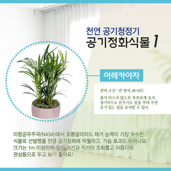 실내공기 맑게 해 줄 ‘반려식물’ 키워볼까? 사진 4