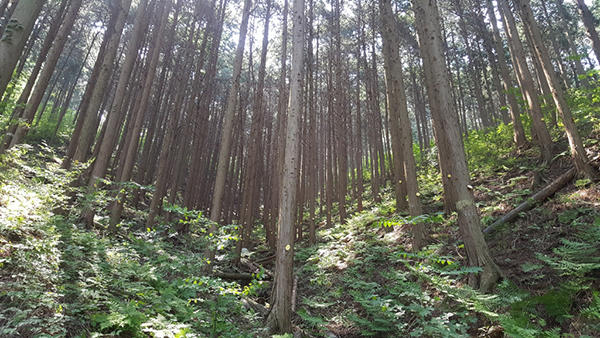 장성 편백숲.(사진=산림청)