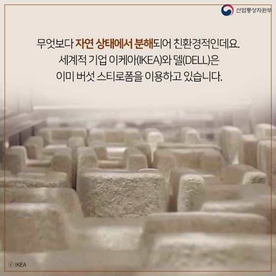 버섯이 미래다? 