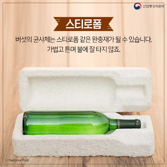 버섯이 미래다? 
