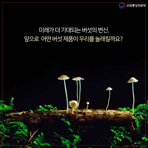 버섯이 미래다? 