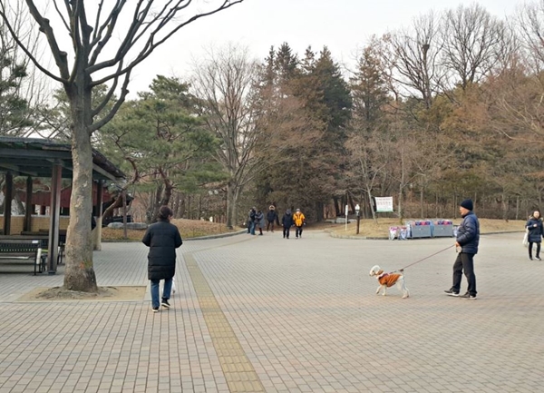 개는 사람과 달라서 언제 어떻게 변할지 모르기 때문에 목줄, 입마개는 필수다.