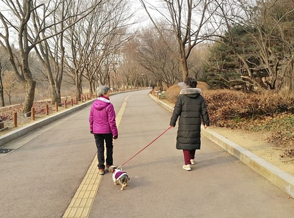강화된 동물보호법에 따라 사람에게 상해를 입히거나 사망케 하면 애견 보호자에게 일반견의 경우 2년 이하의 징역 또는 2,000만 원 이하의 벌금, 맹견일 경우 3년 이하의 징역이나 3,000만 원 이하의 벌금이 부과된다.