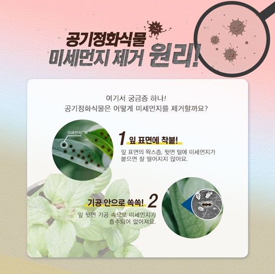 공기정화식물, 미세먼지 제거 실험해보니