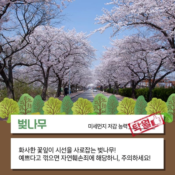 한 그루에 공기청정기 5대 효과…미세먼지 잡는 가로수 4