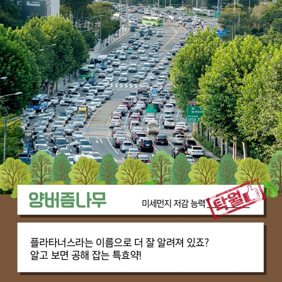 한 그루에 공기청정기 5대 효과…미세먼지 잡는 가로수 4