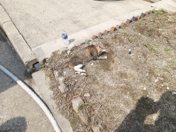 화재현장에서 연기를 많이 마셔 축 늘어진채 마당에 쓰러져 있는 고양이