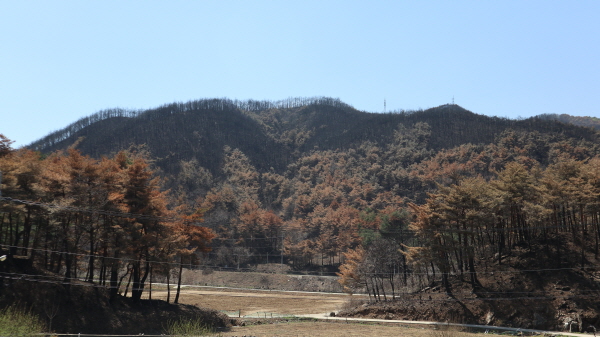 마을을 가운데 두고 양 능선이 불에 타 나무들이 다 죽었다