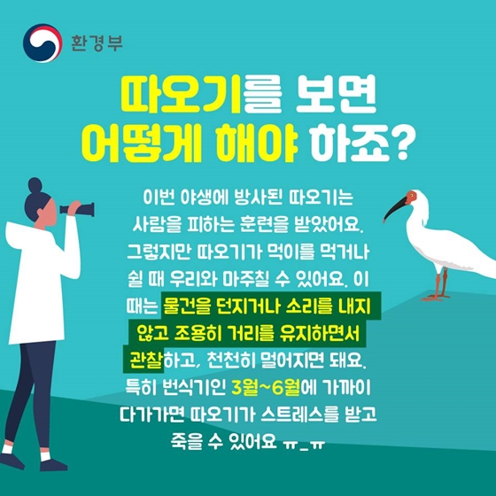 따옥따옥 따오기 어디에 숨었나?