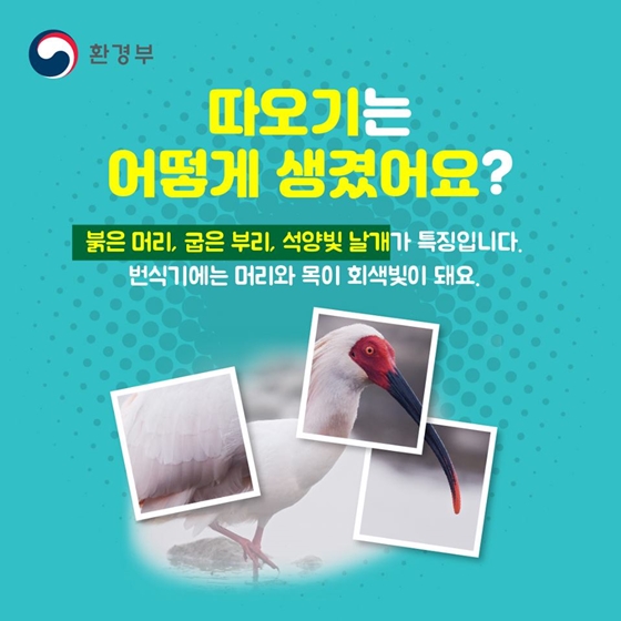 따옥따옥 따오기 어디에 숨었나?