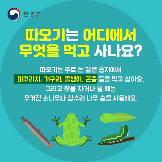 따옥따옥 따오기 어디에 숨었나?