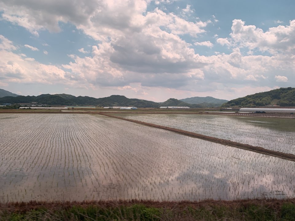 평화로운 시골마을 같은 풍경. 모내기가 한창이다. 