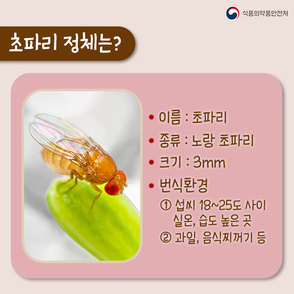 여름철 불청객 초파리 퇴치법