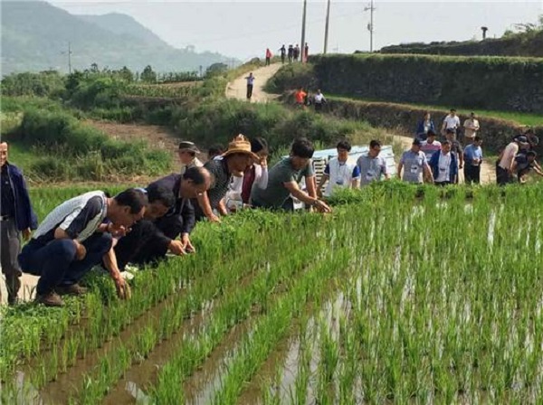 상서 명품마을에서 진행하는 긴꼬리투구새우 관찰 ‘구들장논 체험’