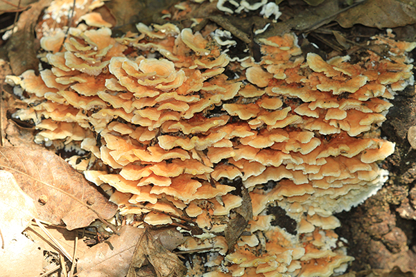 송곳니구름버섯은 여러개의 버섯이 서로 달라붙어 기와를 입힌 것같이 붙어 있고 독성이 있어 식용할수 없다. (사진=저작권자(c) 연합뉴스, 무단 전재-재배포 금지)