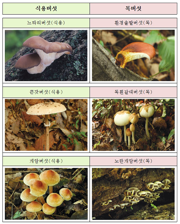 구별하기 어려운 식용버섯과 독버섯. (출처=국립수목원)