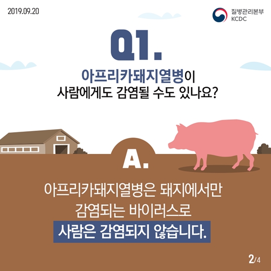 아프리카돼지열병은 사람에게 감염되지 않습니다