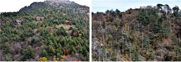 지리산국립공원의 구상나무 자생지 모습. 세석평전(왼쪽), 반야봉 고사지대. (사진=국립공원공단)