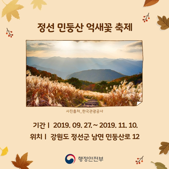 가을을 물씬 느낄 수 있는 가을꽃 축제