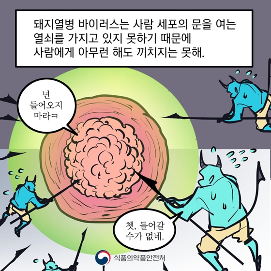 아프리카돼지열병은 사람에게 감염되지 않아요!