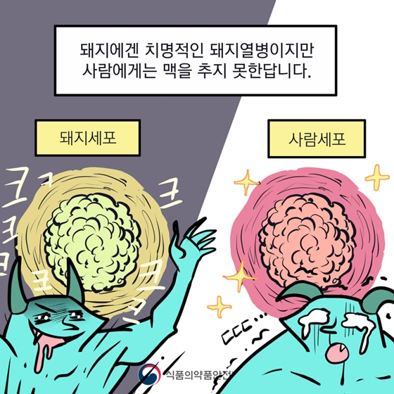 아프리카돼지열병은 사람에게 감염되지 않아요!